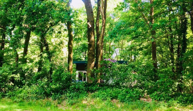 Boshuisje In the middle of nowhere