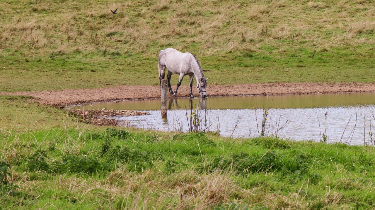 Photo of Others in Ardfinnan