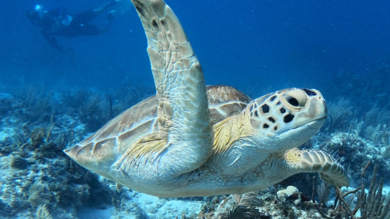 Photo of Others in Key Largo